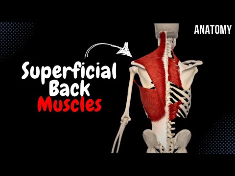 Видео: Поверхностные мышцы спины (Группы, Начало, Прикрепление, Функция)