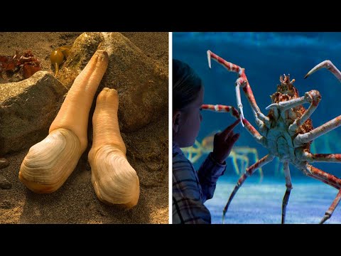 Видео: Фантастические твари, о существовании которых вы не знали