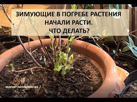 Видео: Зимующие в погребе растения начали расти. Что делать? Гортензии и каллы.