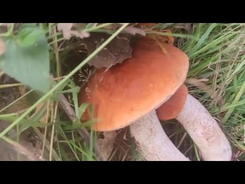 Видео: Кто куда..., а я в лес😉