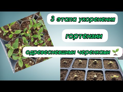 Видео: Три этапа черенкования древовидной, метельчатой гортензии одревесневшими черенками!🌱🌱 Разбор ошибок.