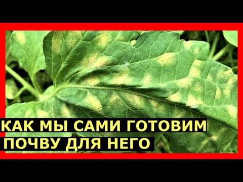 Видео: Кладоспориоз томатов  Как от него избавиться