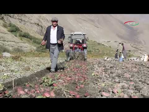 Видео: Ҷамъоварии картошка дар ноҳияи Куҳистони Мастчоҳ идома дорад.
