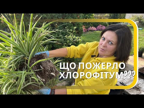 Видео: Що пожерло хлорофітум? Множення хлорофітума