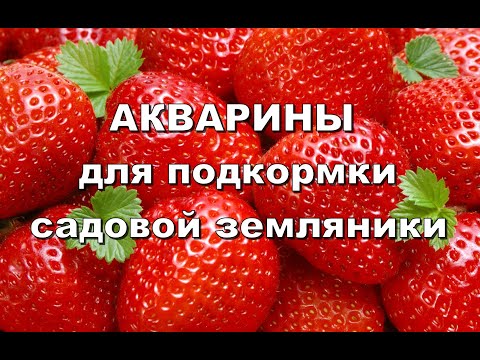 Видео: АКВАРИНЫ для подкормки садовой земляники