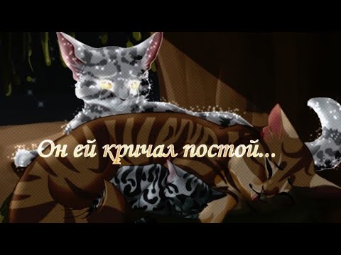 Видео: Клип Коты Воители "Он ей кричал постой..." Метеор и Вербовейная|CW Crookedstar and Willowbreeze|
