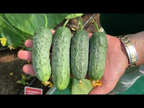 Видео: 3 ЛУЧШИХ ГИБРИДА ОГУРЦОВ ДЛЯ КОНСЕРВАЦИИ! ЧЕРНОШИПЫЕ ПАРТЕНОКАРПИКИ ОТ СЕМКО
