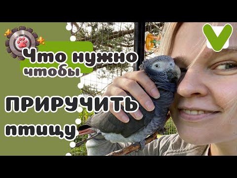 Видео: Приручи попугая за 10 простых шагов!