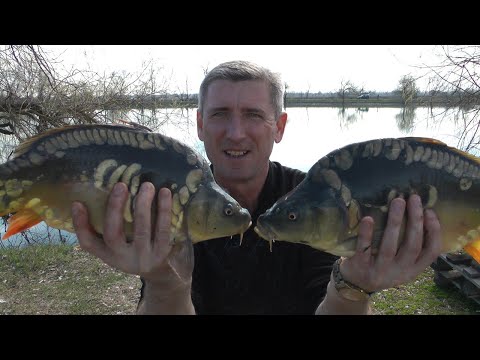 Видео: УБОЙНЫЙ ФЛЭТ ФИДЕР. КАРПЫ ДЕЛАЮТ СВЕЧКИ. БЕШЕНЫЙ КЛЕВ. #флэтфидер #GBS #карповаяловля