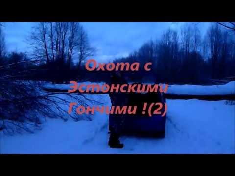 Видео: Охота с Эстонскими Гончими !(2)