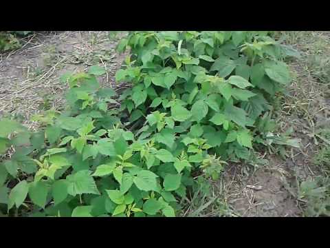 Видео: Результат обработки от пырея на малиннике