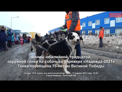 Видео: 2021.04.17 Финиш гонки на собачьих упряжках "Надежда-2021". Гонка посвящена 75-летию Великой Победы.