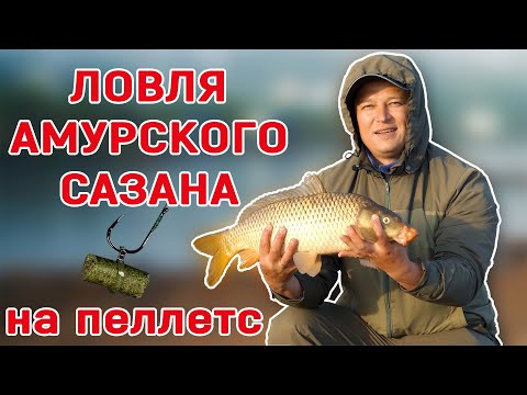 Видео: Ловля Амурского сазана на пеллетс