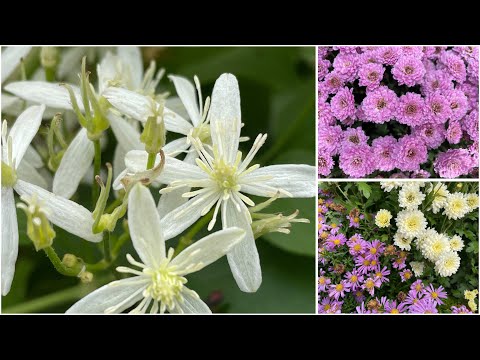 Видео: Хризантема мультифлора,клематіс Терніфлора в осінньому саду #мультифлора #клематис 