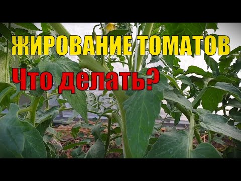 Видео: Признаки "Жирования" томатов. Что делать? А то без урожая останемся!!