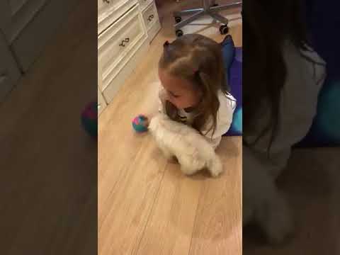 Видео: Мальтезе мини Щенок