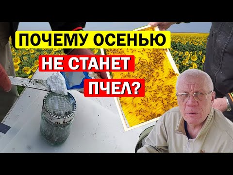 Видео: Почему ослабевают семьи пчел к осени? Летние Ошибки пчеловода.