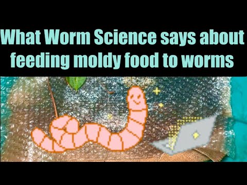 Видео: Что говорит наука о червях о кормлении червей заплесневелой пищей
