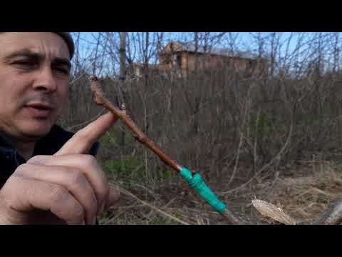 Видео: Перещеплення груші, 3 способи | Перепрививка груши 3 способа