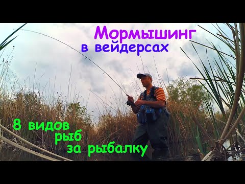 Видео: Мормышинг в вейдерсах. Восемь видов рыб за рыбалку!