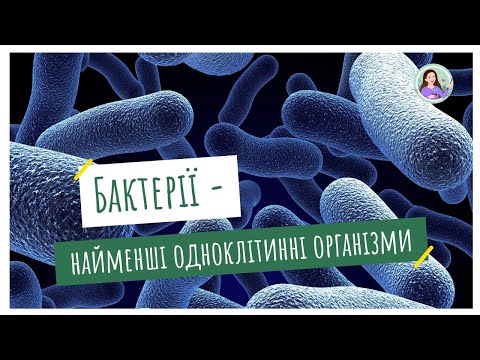 Видео: Бактерії - найменші одноклітинні організми