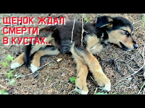 Видео: Щенок уже не плакал о помощи/ он лежал молча и ждал смерти /help save a homeless puppy