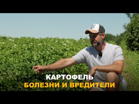 Видео: ОТ ЭТОГО БУДЕТ ЗАВИСЕТЬ ВАШ УРОЖАЙ КАРТОФЕЛЯ. Способы борьбы с болезнями и вредителями картофеля.