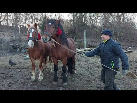 Видео: 📢🥁🔔Дуже гарний продаж 👍син Харі- Захар та його мати💣🔥💫