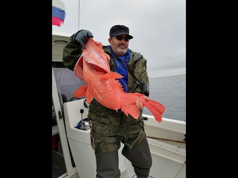 Видео: Трофейная рыбалка в Тихом океане на Камчатке