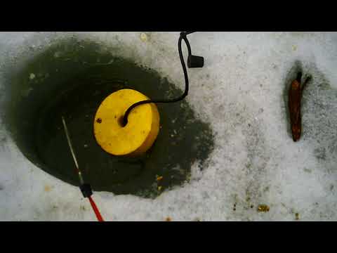 Видео: на пруду.