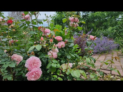 Видео: Розарий день за днем. 5 июля 2023 г.