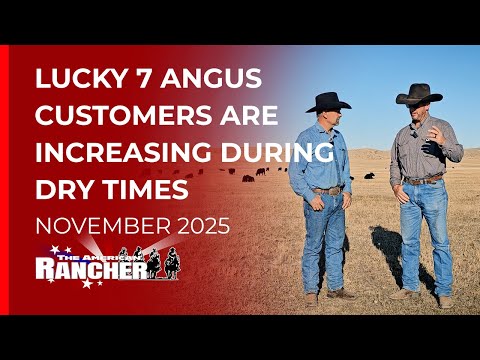 Видео: Lucky 7 Angus | Американский фермер | 11.10.25