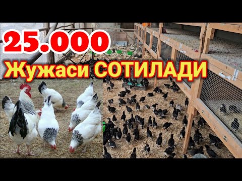 Видео: Адлер ва кора жужалари сотилади