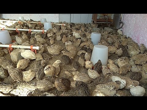 Видео: Bedana Boqish xaqida To'liq Malumot Бедана Бокиш