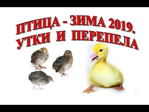 Видео: ПТИЦА - ЗИМА 2019. МУСКУСНЫЕ УТКИ И ПЕРЕПЕЛА