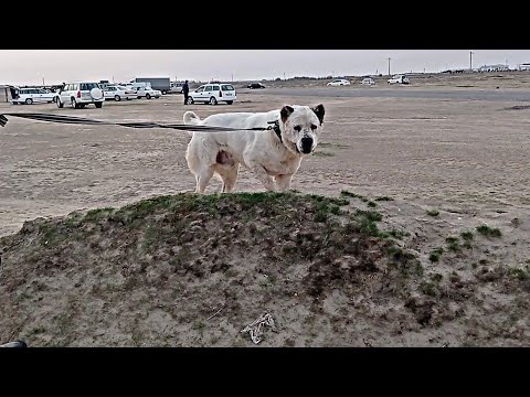 Видео: Лига Чемпионат Туркмении в поле Артык/обзор Туркмениских Алабаев/Turkmen alabay dog's