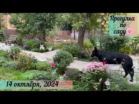 Видео: Прогулка по саду и огороду, сад в октябре🌸