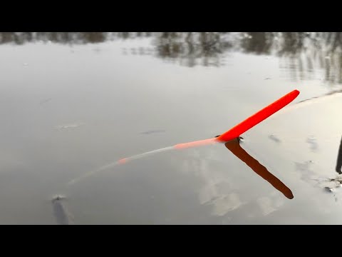 Видео: САДКИ ЛОМЯТСЯ ОТ РЫБЫ - КАРАСИ МОНСТРЫ, САЗАНЫ!!!! РЫБАЛКА НА ПОПЛАВОК ВЕСНОЙ