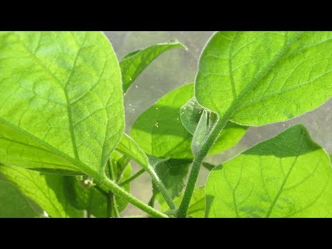 Видео: В теплице на огурцах паутинный клещ?  Применяем Битоксибациллин