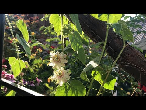 Видео: Мушмула, пассифлора фоэтида, куркума