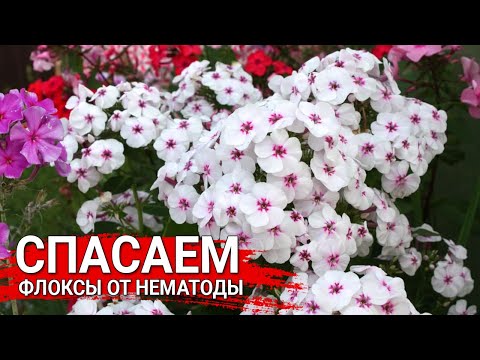 Видео: Спасаем флоксы от нематоды | Как спасти флоксы от нематоды