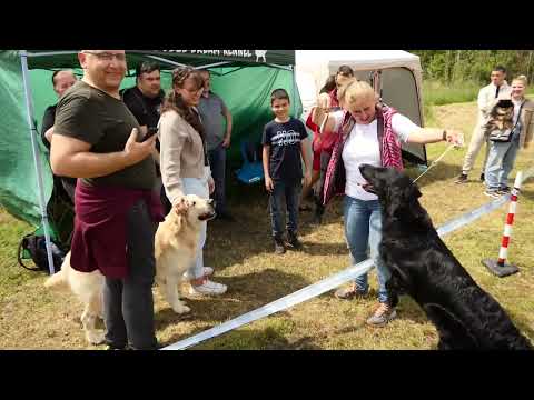 Видео: Елеонора Тодорова: Животът с гладкокосместите ретривъри е приключение