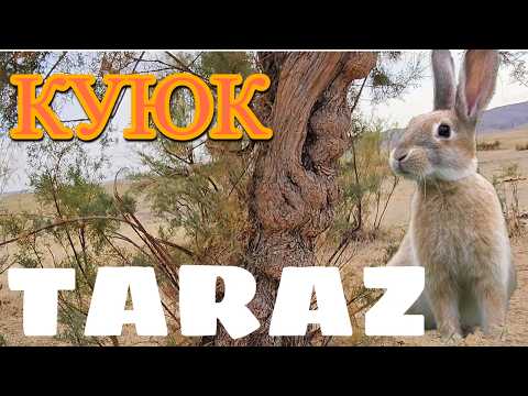 Видео: Тараз (Джамбул) 2025 Куюк, Дарбаза #тараз #казахстан