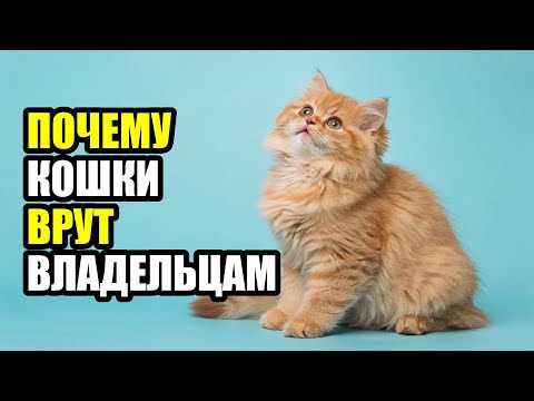 Видео: ПРАВДА О КОШКАХ  ОНИ НЕ ТАКИЕ, КАК ВЫ ДУМАЕТЕ!