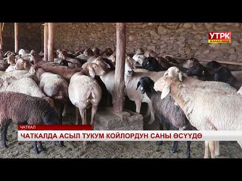 Видео: Чаткалда асыл тукум койлордун саны өсүүдө