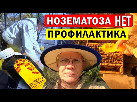 Видео: Важные работы на пасеке в Октябре. Как лечить нозематоз у пчел?