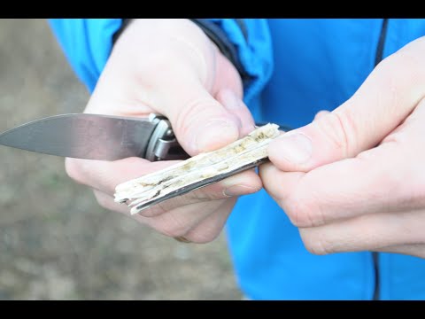 Видео: Репейник и чернобыльник – одни из лучших насадок. Где добыть и как хранить? Бесплатная супер наживка