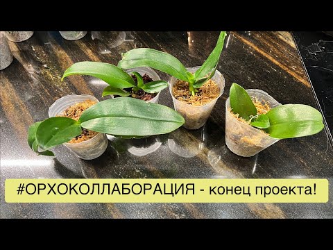 Видео: Азиатские подростки-уценки спустя 4 месяца - что с ними стало? 🧐🥹