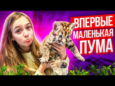 Видео: ВПЕРВЫЕ - ПРИЮТИЛА ЗЛУЮ ПУМУ 😲