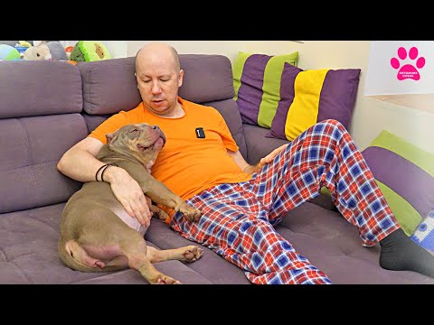 Видео: Отдаем собаку Виву. Ей 5 лет... Наш самый красивый Американский Булли. Только в лучшие руки.